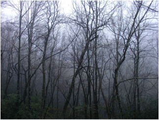Great Smoky Mountains Picture